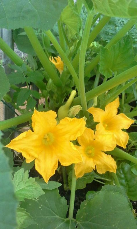 Squash Flowers, Straw Bale Gardening, Squash Plant, Squash Blossoms, Yellow Summer Squash, Straw Bale, 2nd Year, Squash Blossom, Summer Squash