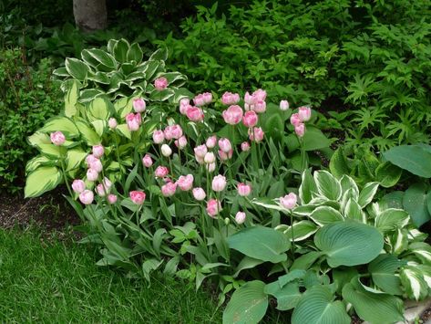 Hostas planted with pink tulips in the shade garden ©Asetta - stock.adobe.com What To Plant With Hostas, Plant With Hostas, Canna Lilly, Shade Loving Shrubs, Shade Landscaping, Japanese Painted Fern, Shade Garden Design, Shade Loving Perennials, Shade Shrubs