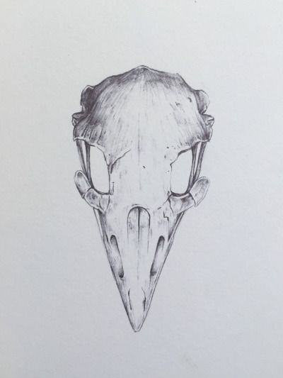 Detailed bird skull illustration. Eagle skull. Eagle Skull Drawing, Sparrow Skull Tattoo, Eagle Skull Tattoo, Drawing Ideas Skull, Bird Skull Drawing, Bird Branch Tattoo, Animals Skull, Bird Skull Tattoo, Jackets Design