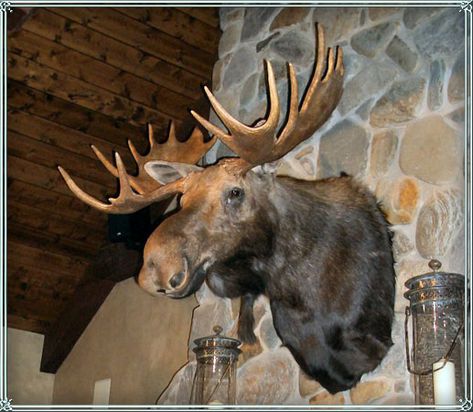 WOULD KILL FOR THIS! I am obsessed with moose heads! Moose Head Decor, Moose Mount, Moose Head, Taxidermy Mounts, Hunting Trip, Lodge Style, Lodge Decor, Dream Wall, Animal Heads