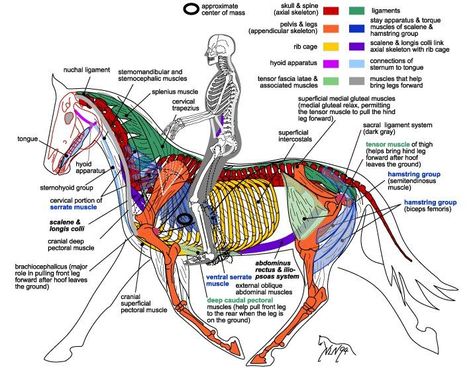 Equine Massage, Stable Ideas, Equine Care, Horse Information, English Tack, Horse Care Tips, Horse Facts, Horse Info, Horse Ideas