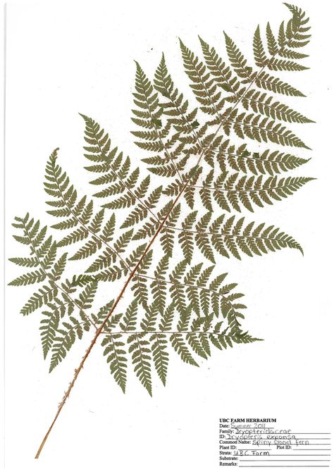 Digital Herbarium | Cultivating Forest Stewardship | Spiny wood #fern Latin Names, Wood Fern, Watercolor Paintings For Beginners, Botanical Flowers, Ceramic Jewelry, Common Area, Minimalist Tattoo, All Plants, Learn To Draw