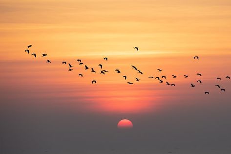 Natural view, Silhouette A flock of birds flying againest orange sky Birds Flying In The Sky, Flock Of Birds Flying, Birds In The Sky, Flock Of Birds, Orange Sky, Landscape Background, A Level Art, Small Birds, Birds Flying