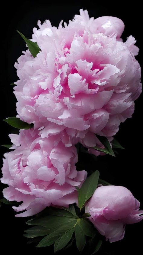 Very Beautiful Flowers, Lovely Flowers Wallpaper, Lilac Flowers, Beautiful Flowers Pictures, Little Flowers, Peony Flower, Flowers Nature, Pink Peonies, Flower Photos