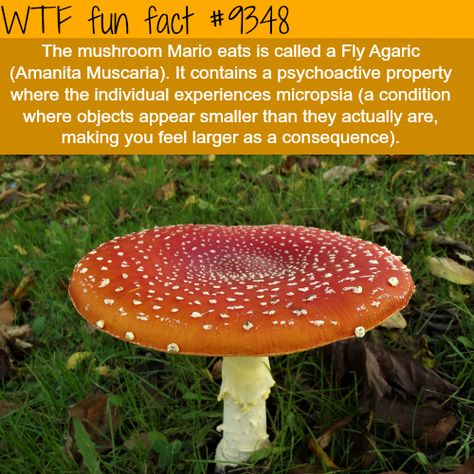 Real Life Mario Mushroom - Album on Imgur Mushroom Facts, Funny Weird Facts, Mysterious Facts, Indoor Farming, What The Fact, Silly Funny, Strange Facts, Amanita Muscaria, Fly Agaric