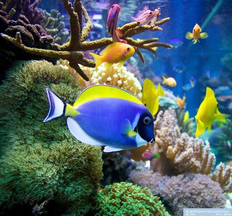 Oval Body Shape, Coral Reef Photography, Coral Painting, Sea Life Creatures, Blue Tang Fish, Tang Fish, Yellow Highlights, Blue Tang, Fauna Marina