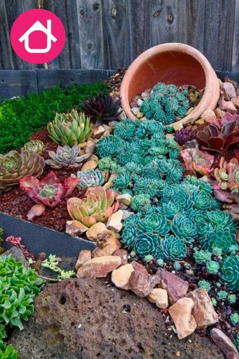 Stunning Succulent Garden Ideas for an Easy Outdoor Oasis Sempervivum Garden, Desert Plants Landscaping, Succulent Garden Outdoor, Succulent Rock Garden, Succulent Outdoor, Succulent Garden Landscape, Succulent Garden Design, Succulent Landscaping, Front Yard Garden Design