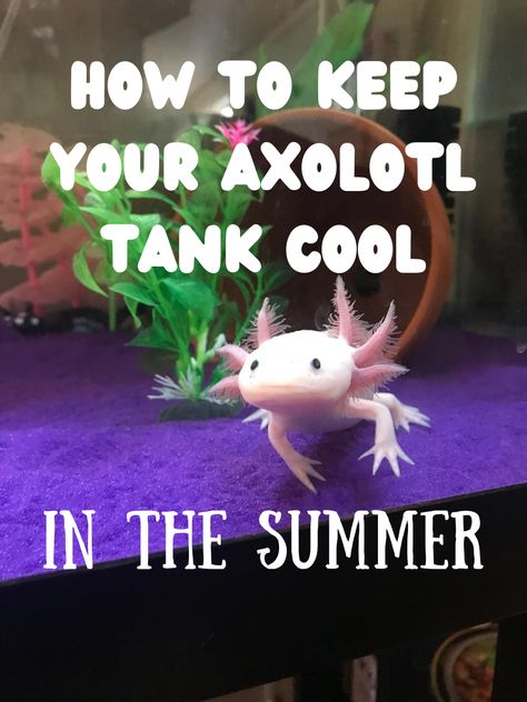 Axolotl Care Guide, Axolotl Aquarium Ideas, Axolotl Tank Ideas Aquarium, Axolotl Tank Ideas, Axolotl Stuff, Axolotl Care, Aquarium Chiller, Axolotl Tank, Axolotl Cute