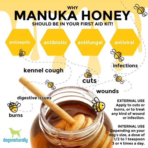 Honey For Dogs, Manuka Honey Benefits, Treat Burns, Coconut Oil For Dogs, Honey Benefits, Healthy Dog Food Recipes, Honey Recipes, Manuka Honey, Pet Care Tips