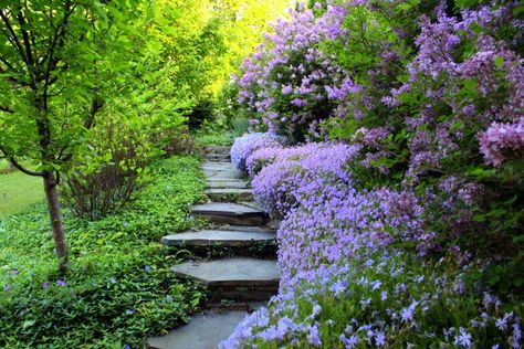 From Hellish Hill to Serpentine Garden | A Garden for the House Kevin Lee Jacobs, Kevin Lee, Hillside Garden, Sloped Backyard, Open Days, Garden On A Hill, Sloped Garden, Ground Cover Plants, Magical Garden