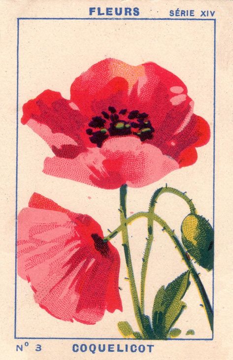 milliat fleurs001 | patricia m | Flickr Poppy Tattoo, Illustration Botanique, Arte Inspo, Art Et Illustration, Art Collage Wall, Postage Stamp, Botanical Illustration, Botanical Art, Botanical Prints