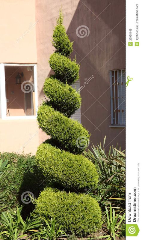 Juniper Plant, Boxwood Landscaping, Geometric Tree, Terrace Garden Ideas, Spiral Tree, Florida Landscaping, Topiary Tree, Landscaping Trees, Caravan Site