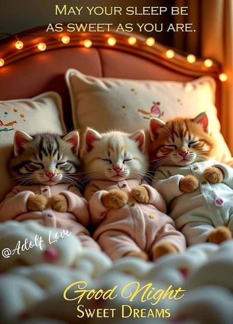 Goodnight Pictures Cute, Nighty Night Quotes, Good Night Meme, Pekný Večer, Super Cute Kittens, Good Morning Cat, Good Night Cat, Good Night Funny, Good Night Love Messages