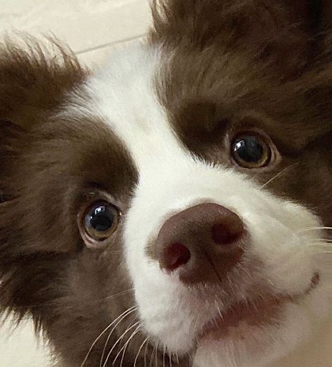 Border Collie, White