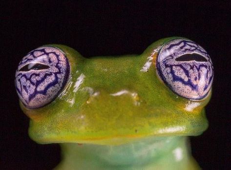 Frog Eyes, Mesmerizing Eyes, Frog Eye, Leopard Cub, Glass Frog, Catty Noir, Tapeta Galaxie, Funny Animal Photos, Frog And Toad