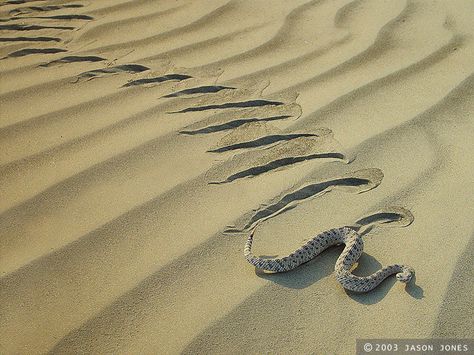 Crotalus cerastes laterorepens - Colorado Desert Sidewinder Graphic Deisgn, Leopard Seal, Reptile Skin, Desert Travel, Snake Venom, Cute Snake, Pet Snake, Snake Bracelet, Reptiles And Amphibians