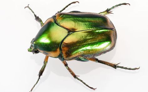 Flying insects could soon be used in search and rescue missions to help locate   survivors of earthquakes and other disasters, according to scientists. Green June Beetle, June Beetle, Beetle Tattoo, Fishing Hole, Bug Tattoo, June Bug, Arts Stream, Flying Insects, Beautiful Bugs