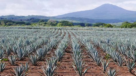 Agave Field, Agave Azul, Blue Agave, Agaves, Volcano, Tequila, Stock Photography, Photo Image, Stock Photos