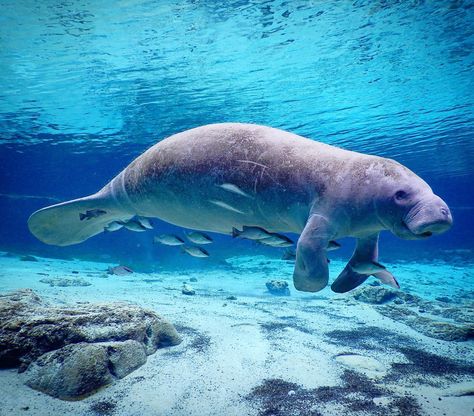 Manatee Side View, Manatee Photography, Wallpaper Ocean Aesthetic, Mangrove Snapper, Florida Animals, Manatee Art, Cute Manatee, Manatee Florida, Weeki Wachee