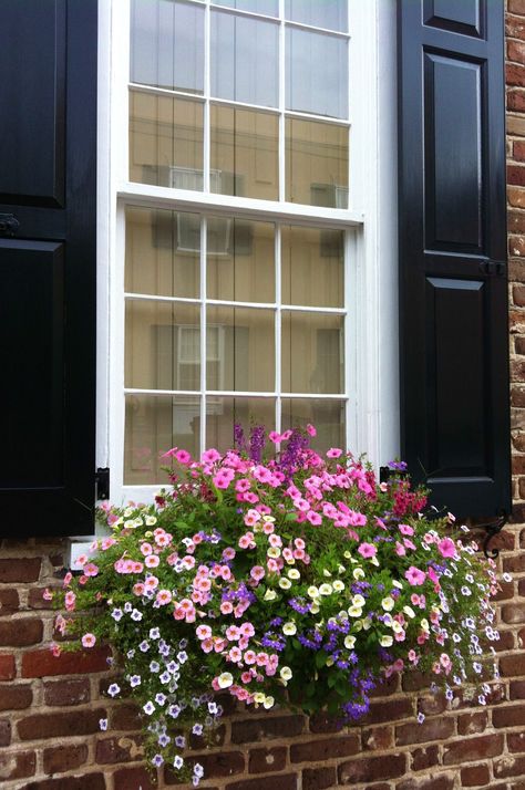 Charleston Window Box Plants, Window Box Garden, Window Box Flowers, Balcony Flowers, Window Planters, Container Gardening Flowers, Succulents In Containers, Beautiful Windows, Garden Containers