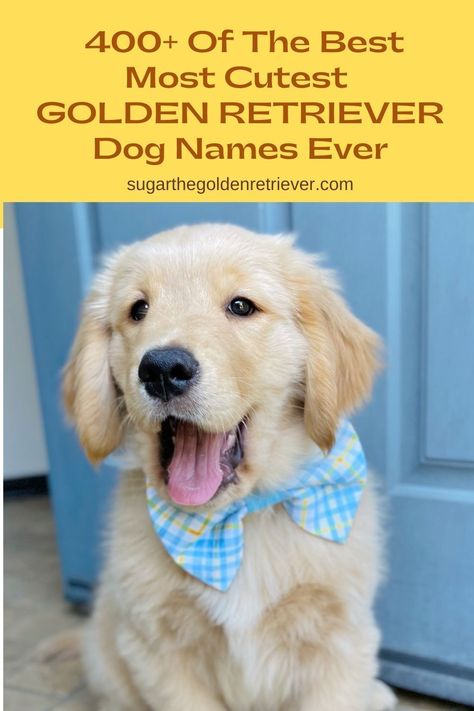 400+ Of The Best Most Cutest Golden Retriever Dog Names Ever - Golden Woofs Golden Retriever Puppy Names Female, Dog Names For Golden Retrievers, Cute Golden Retriever Puppy Names, Female Golden Retriever Names, Golden Retriever Must Haves, Golden Retriever Girl Names, Cute Golden Retriever Names, Golden Retriever Names Male, Dog Names Golden Retriever