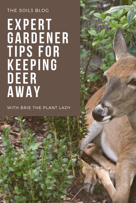 How To Keep Deer From Eating Plants, Deer Resistant Garden Plans, Deer Repellant Plants, Rabbit Deterrent, Deer Deterent, Deer Proof Plants, Lawn Problems, Deer Resistant Garden, 4h Projects