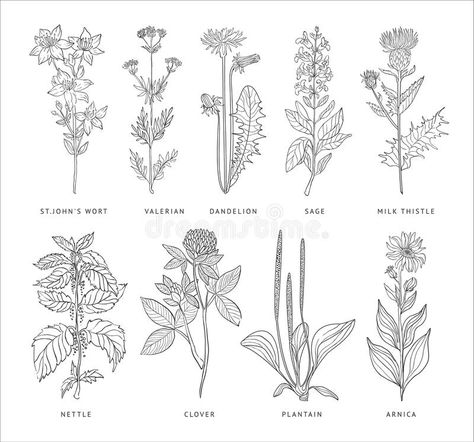 Medical Herbs Vector Set. royalty free illustration Weeds Tattoo, Herb Tattoo, Thistle Tattoo, Thistles Art, Astronaut Tattoo, Horoscope Tattoos, Monochrome Style, Medical Herbs, Coaster Designs