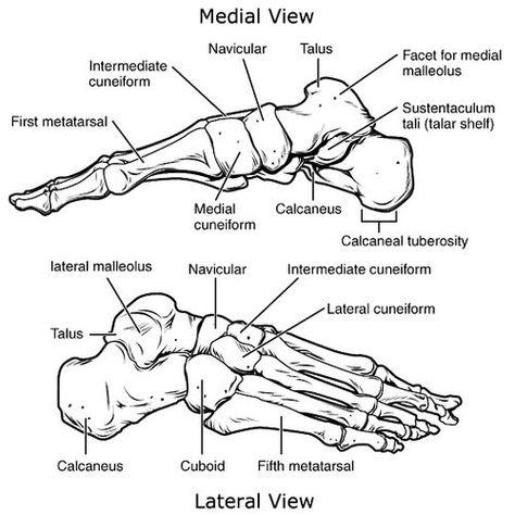 Metatarsals - Physiopedia Tarsal Bones, Jones Fracture, Metatarsal Fracture, Lisfranc Injury, Avulsion Fracture, Gross Anatomy, Bone Diseases, Foot Injury, Lower Limb