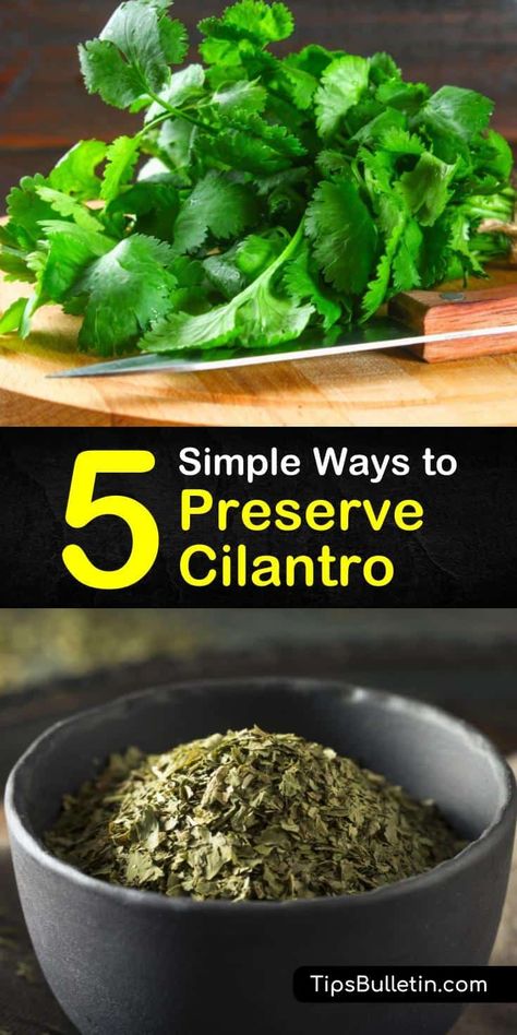 Cilantro Oil Recipe, Preserve Cilantro, Freeze Cilantro, Herbs For Inflammation, Freezing Cilantro, Herb Planting, Cilantro Oil, Store Fresh Herbs, Plant Herbs