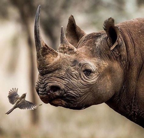 Sweet & Sour. African Animals Photography, African Rhino, Rhino Art, Regard Animal, Save The Rhino, Wild Animals Photography, Animals Photography, Endangered Animals, African Wildlife