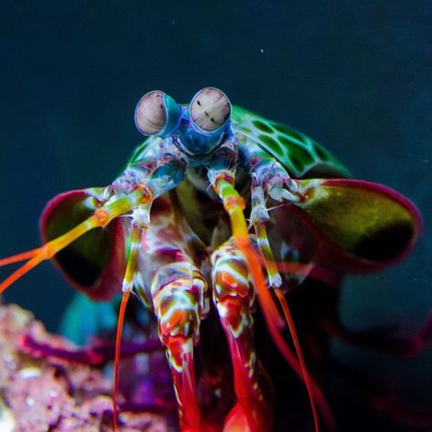 30.5k Likes, 152 Comments - Oceana (@oceana) on Instagram: “A beautiful #rainbow. 🌈 . Not only is the peacock mantis shrimp vibrant and colorful, it is also…” Zen Thoughts, Peacock Mantis Shrimp, Animals Underwater, Sea Dragons, Sea Anemones, Mantis Shrimp, Sea Horses, Beneath The Sea, Sea Urchins