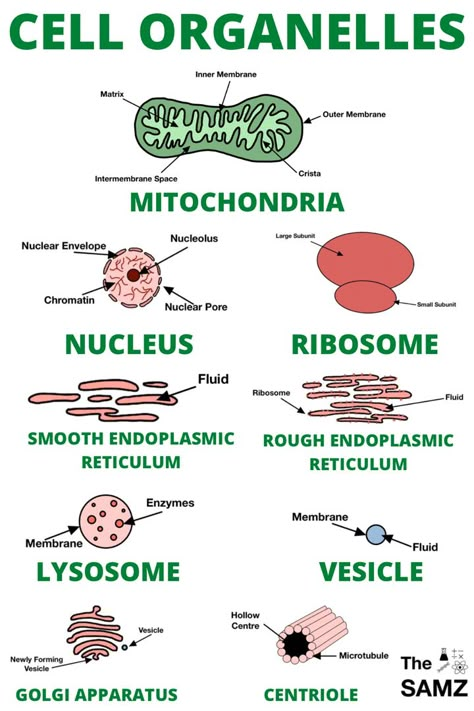 Cell And Organelles, Types Of Cells Biology, Cells And Organelles, Biology Cell Organelles Notes, Cell Anatomy Notes, Cell Function And Structure, Biology Notes Cells, Biology Cell Notes, Cell Organelles Notes