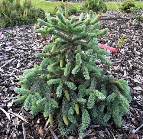 Picea Glauca Hudsonii Picea Glauca, Plants