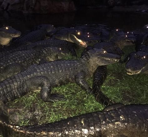 Crocodile Aesthetic Dark, Scary Alligator, Swamp Crocodile, Alligator Aesthetic, Crocodile Aesthetic, Swamp At Night, Swamp Aesthetic, Southern Gothic Aesthetic, Reptile Eye