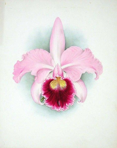 Orchid: Cattleya Enid, 1906 Watercolor Orchid Tattoo, Orchid Cattleya, Orchid Illustration, Orchid Drawing, Flor Tattoo, Orchids Painting, Pencil Inspiration, Orchid Tattoo, Cattleya Orchid