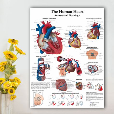 Human Anatomy Muscles, Heart Canvas Painting, Art Human Anatomy, Anatomy Muscles, Heart Diagram, The Human Heart, Home Decor Painting, Body Map, Human Canvas