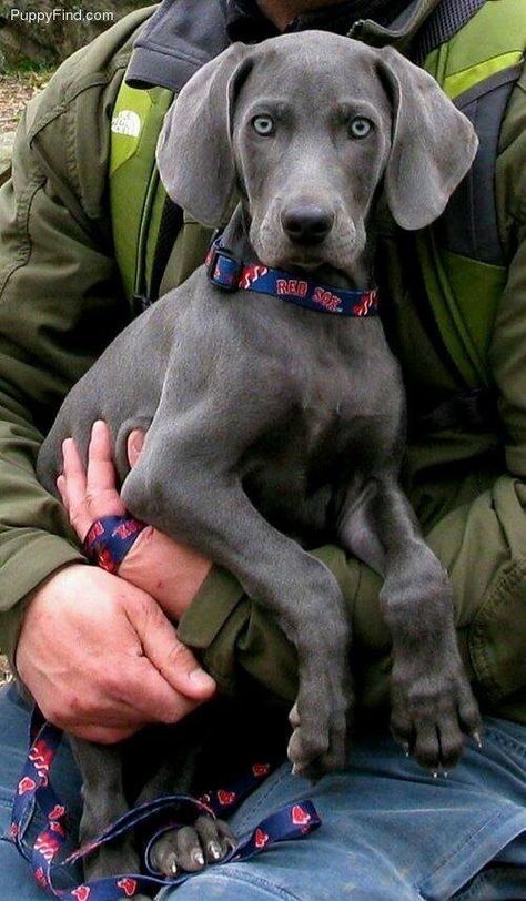 Wimerwiner Dog, Blue Weimaraner Puppy, Puppy Blues, Weimaraner Puppy, Blue Weimaraner, Weimaraner Puppies, Grey Ghost, Dogs Stuff, Weimaraner Dogs