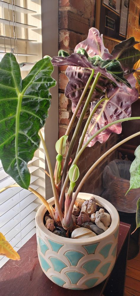 Alocasia polly in bloom! Alocasia Polly, Plant Apartment, In Bloom, Botany, Terrarium, Apartment, Patio, Plants, Patios