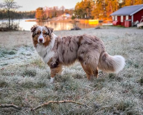 Australian Shepherd With Tail, Aussie Poo, Mini Aussie Puppy, Aussie Dog, Puppy Mom, Aussie Puppies, Australian Shepherd Puppies, Aussie Dogs, Dream Dog