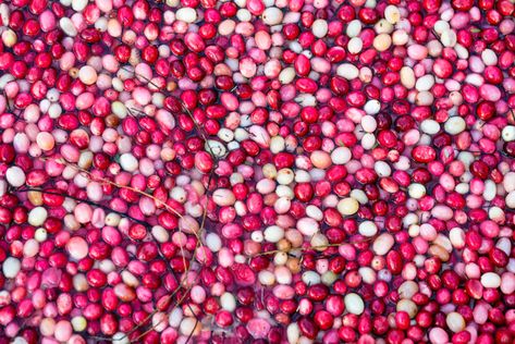 Massachusetts Cranberry Bogs! England Bucket List, Cranberry Bog, Winter Images, Red Peppercorn, Beautiful Things, Massachusetts, This Weekend, Cranberry, New England