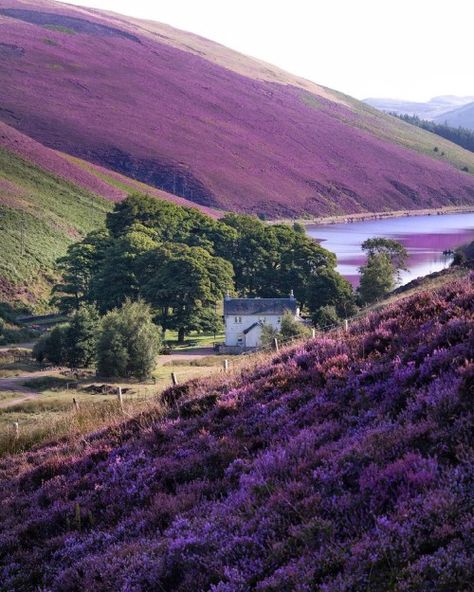 Heather Hills, Scottish Cottages, Visit Scotland, Beautiful World, Beautiful Landscapes, A House, Purple Flowers, Wonders Of The World, Mother Nature