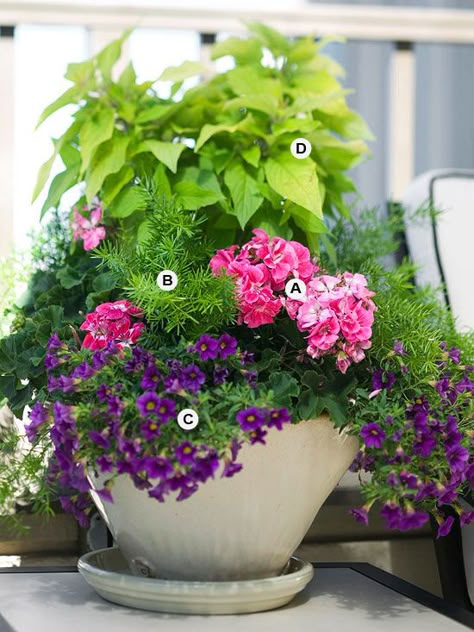 Dress up any of your container gardens with geraniums. These plants are easy to take care of and look beautiful with any plant pairing. Give your container garden added volume and more color with gorgeous geraniums. Growing Geraniums, Licorice Plant, Sweet Potato Vine, Pineapple Sage, Geranium Flower, Potato Vines, Asparagus Fern, Meteor Garden 2018, Have Inspiration