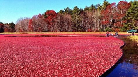 Cranberry Tree, Tree Farm Photos, Cranberry Farm, Cranberry Bog, Southern Oregon Coast, Farm Photos, Massachusetts Travel, Natural Pond, Fall Bucket List