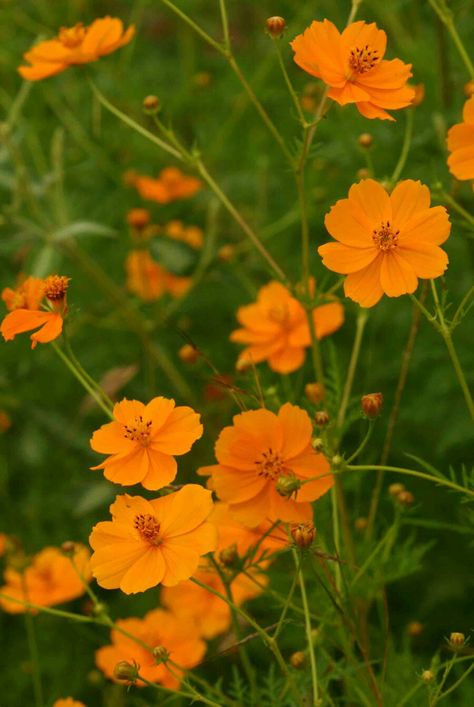 Cosmos Sulphureus, Botanical Sketchbook, California Wildflowers, Chocolate Cosmos, Fleur Orange, Cosmos Flowers, California Poppy, Language Of Flowers, Drought Tolerant Plants