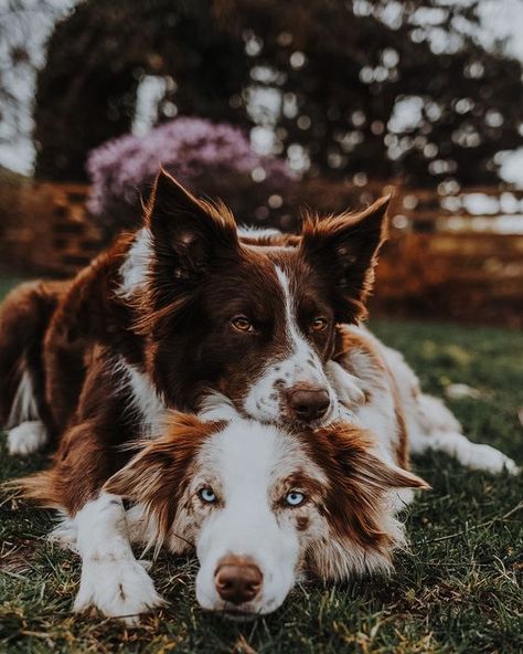 Border Collie And Australian Shepherd, Wallpaper Dog Aesthetic, Dog Reference, Wallpaper Dog, Aesthetic Dog, Dog Aesthetic, Reactive Dog, Dog Photoshoot, Cute Animals Puppies