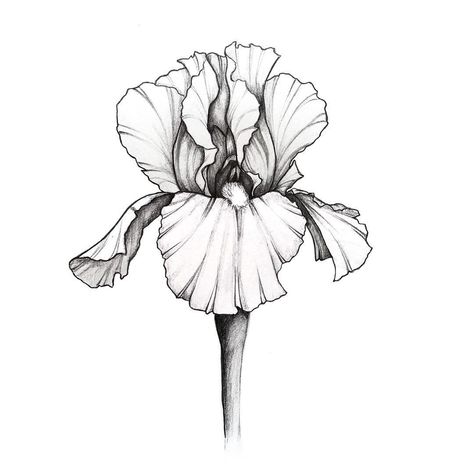 Meghan Davey✌🏻 on Instagram: “#floralsyourway Day 28 - Iris 💗 . . . #iris #florals #flowers #floralillustration #flowerillustration #botanicalillustration #botanicalart…” Iris Drawing, Iris Flower Tattoo, Black Line Tattoo, Iris Tattoo, Cherub Tattoo, Birthday Tattoo, Mushroom Tattoos, Flower Line Drawings, Art Painting Tools