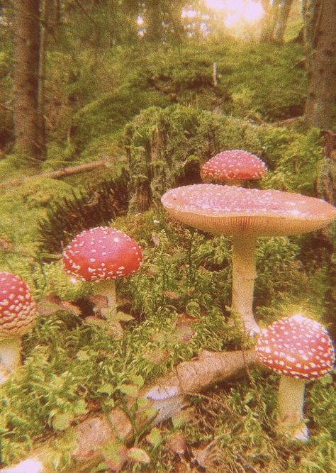 Pink Mushrooms, Fairy Garden Ideas, Flower Gardening, Cottagecore Aesthetic, Succulents Diy, Miniature Garden, Water Features, Fairy Garden, Garden Ideas