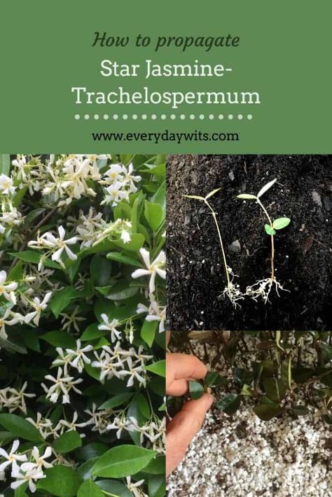 Propagating Jasmine Vine, Propagate Jasmine Plant, How To Propagate Jasmine Plant, Jasmine Propagation, Star Jasmine Trellis, Climbing Flowers Trellis, Garden Science, Gardening Shed, Wholesale Plant Nursery