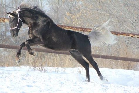 Orlov Trotter, Gaited Horses, Liver Chestnut, Horse Herd, Ponies For Sale, Horse Coat Colors, Beautiful Horse Pictures, Horse Inspiration, Horse Names