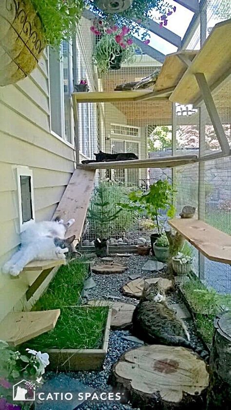 Cat Playground Diy, Cat Playground Outdoor, Kat Diy, Cat Patio, Outdoor Cat Enclosure, Outdoor Play Areas, Cat Playground, Image Cat, Cat Enclosure